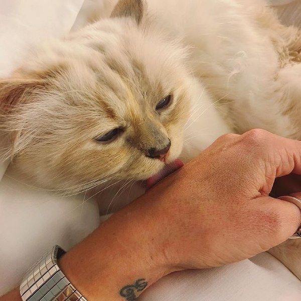 Шупетт, кішка