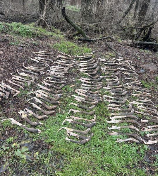 Находка в лесу, странные случаи из жизни, невероятные истории, курьезы, фото, США, могильник