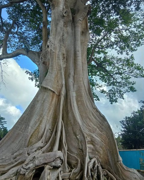 Священное дерево, Бали, Индонезия
