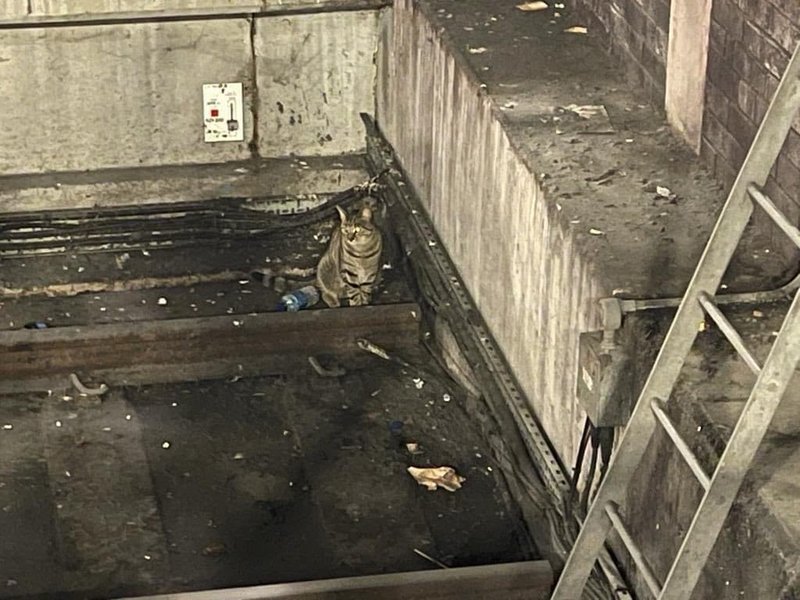 кот, поезд, Лондон, ЧП