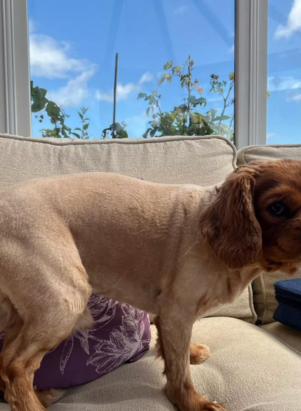 Собачьи стрижки, скандал с парикмахером в салоне, курьезы, домашние любимцы, внешний вид собак, грумеры