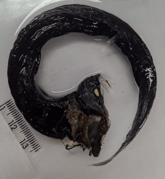 Рыба-дракон, новый вид, новый вид рыбы, название для нового вида, острые зубы, светящееся кожа, морское существо,