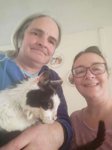 киззи, кошка, пропажа