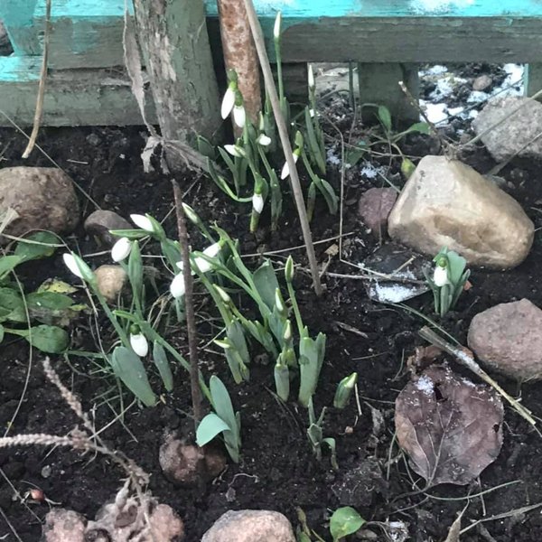 подснежники, зима, погода