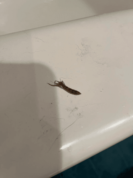 Комахи, комахи у ванній, домогосподарська багатоніжка, комаха у волоссі, істота у ванній