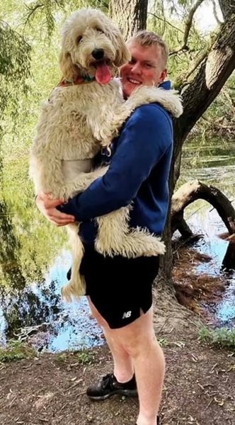 кокапу, порода собак, собаки