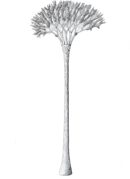 дерево, стовп, малюнок, гілки