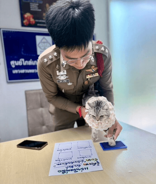 Кошка в розовой шлейке ставит отпечаток лапы в полицейском участке Таиланда