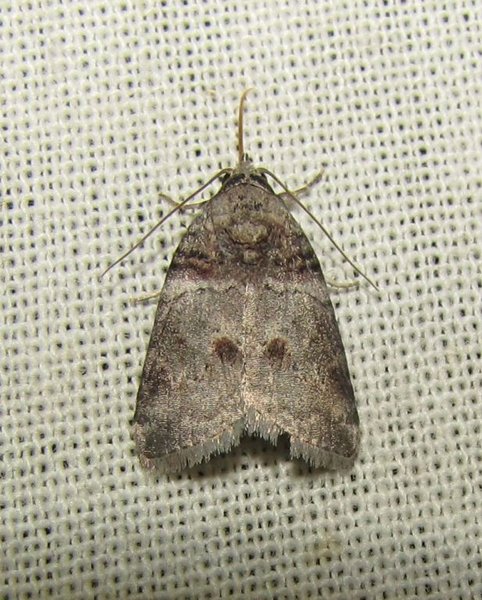 Челночница ореховая