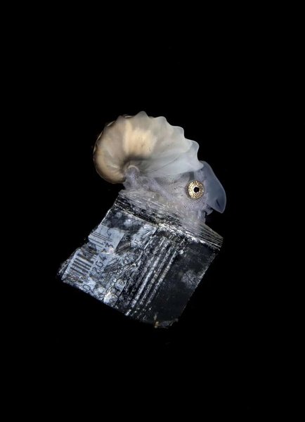 наутилус, океан, фото, пластиковая обертка