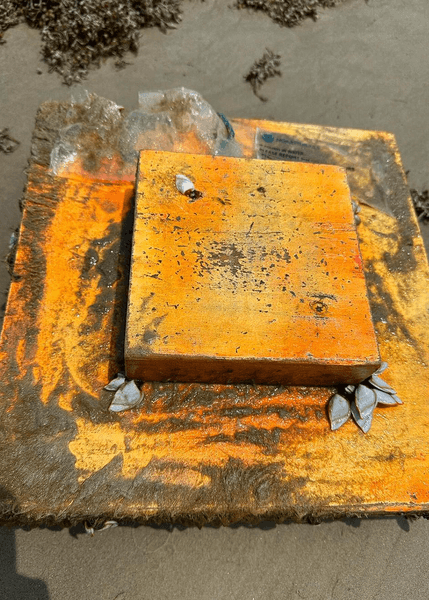 Дерев'яне опудало, опудало черепахи, дерев'яні блоки, незвичайний предмет, знахідка, викинуло на пляж, важлива мета, вчені