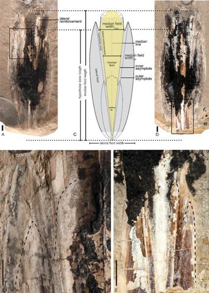 кальмар вампир окаменелость