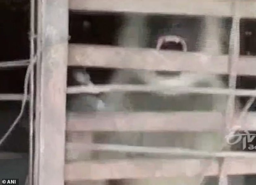 дикие обезьяны,