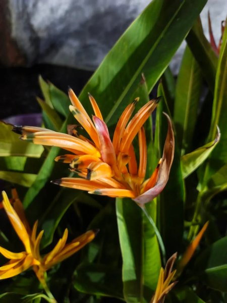 Фото на Infinix Note Edge вночі