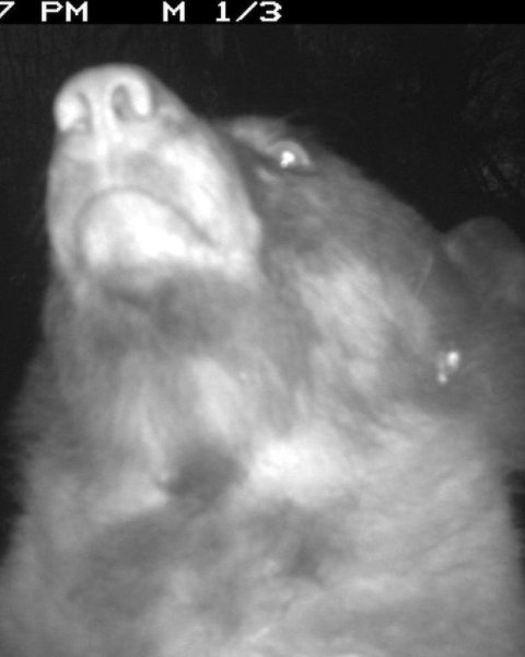 медведь 3 Медведь в лесу штата Колорадо