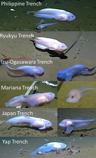 рыба-улитка