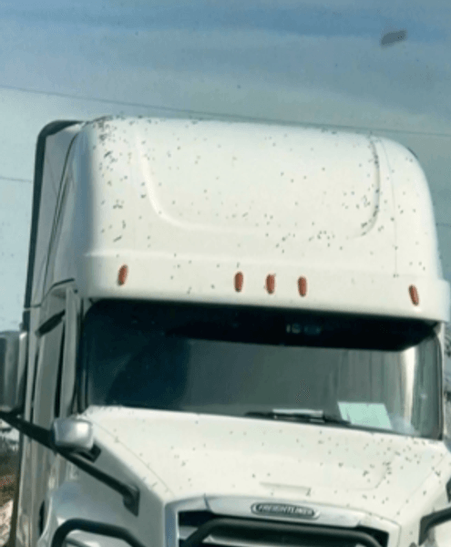 Пчелиный рой