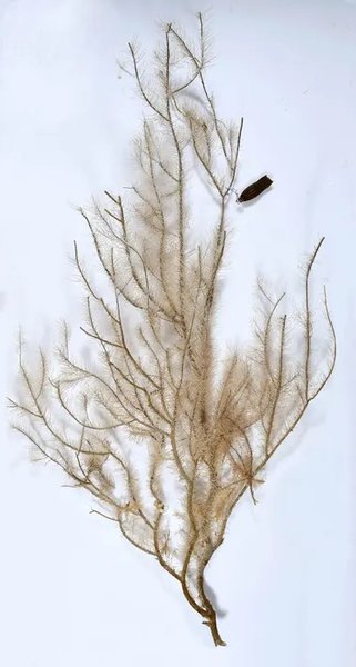 акула призрак яйцо