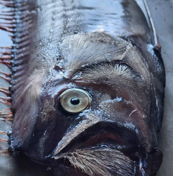 Риба-землетрус, оселедцевий король, Таїланд, рибалки, катастрофи, символ біди, передвісниця, міфологія, забобони