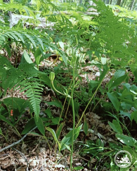 Науковці в Чорнобилі знайшли лісову лілію
