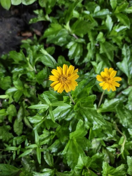 Infinix Note Edge фото Фото на Infinix Note Edge ночью