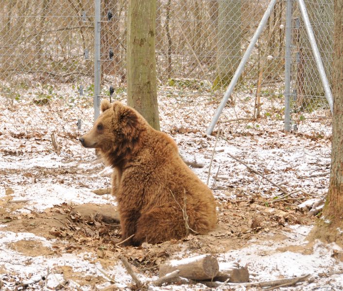 медведи, медвежий приют, защита медведей, спасение медведей, приют домажир, домажир медведи, домажир