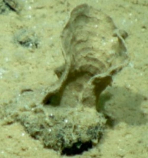 Psammina tenuis Psammina tenuis, одноклеточный организм, вода, фото