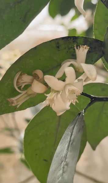 Банановая ферма под Киевом