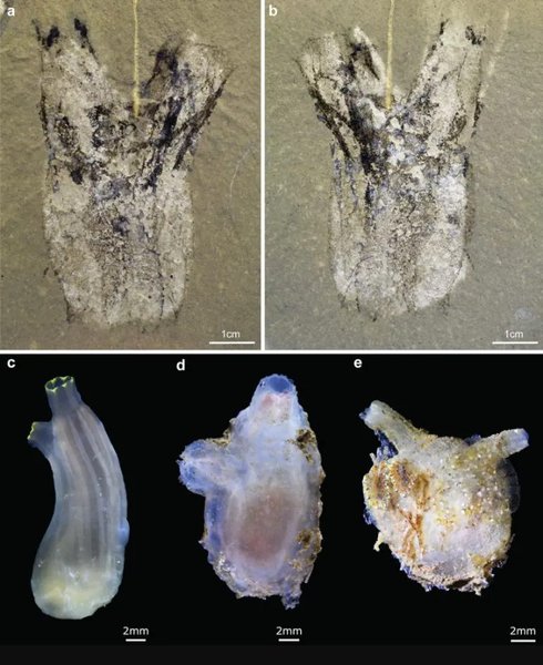 оболочник окаменелость