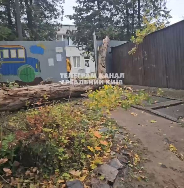 Инцидент в Киеве, Киев, 4 ноября, дерево, ствол, детское учреждение