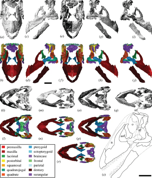 дослідження, палеонтологія, останки, динозаври, завроподи, череп, знахідка, древні тварини