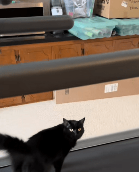 Кіт на біговій доріжці, кіт займається спортом, смішне відео з котом, готується до літа, бігова доріжка, вірусне відео, соцмережі, домашні тварини