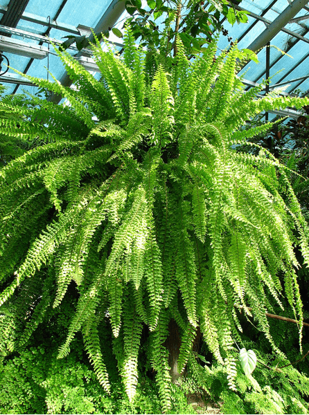 Зазвичай виростає до 90 см у висоту