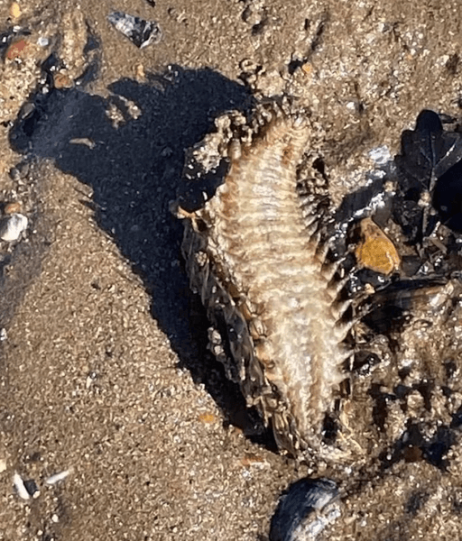 Морское существо, животное, неопознанное существо, морское животное, морское существо, существо со щупальцами, панцирь, на песке