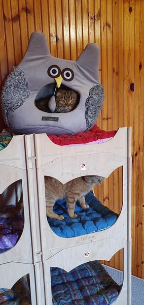 Киев, зоозащитники, кот,