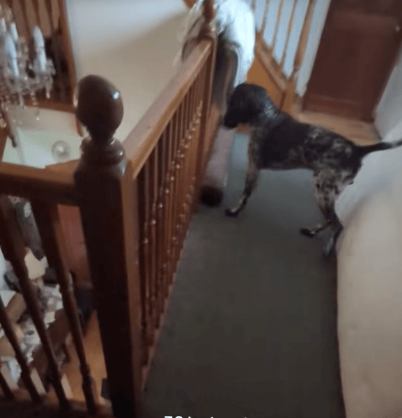 Німецька короткошерста лягава відступає на сходовому майданчику, побоюючись маленького рудого кота