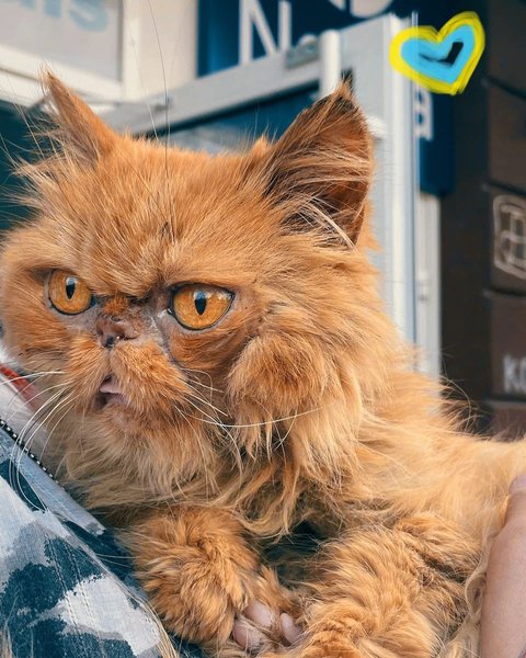 кошка бородянка, кот бородянка, спасенная кошка, кошка шафа, бородянка, зоопатруль