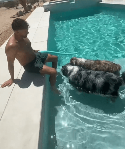 Жінка орендувала цілу віллу заради своїх собак, щоб вони поплавали в басейні