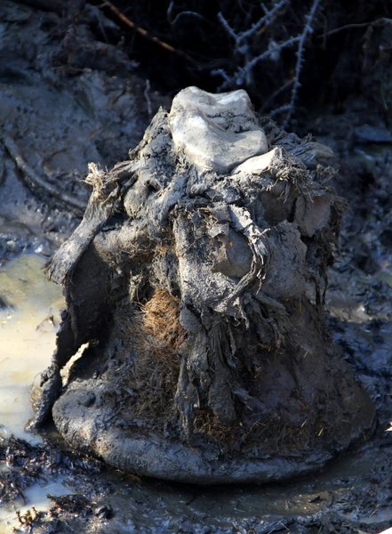 мамонт часть стопы