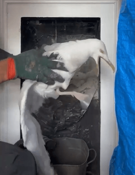 Старый камин, дымоход, чистка камина, перья в камине, птица в камине, как прочистить камин, камин в гостиной, чайка в камине