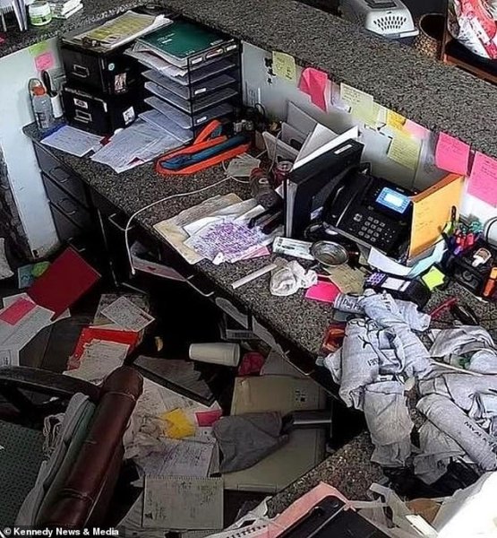 Интересни факти за хъски Хъски в офиса, как изглежда хъски, Интересни факти за хъски, поведение на хъски, интересни факти за шейни кучета, хъски плюсове и минуси, възможно ли е да държите хъски на верига, как изглежда хъски, хъски ум, на каква възраст хъскитата стават по-спокойни, сибирско хъски описание на породата, хъскита обичат децата