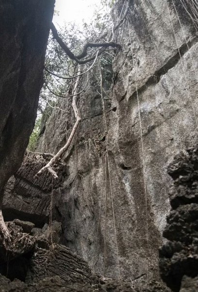 змея пещера новый вид