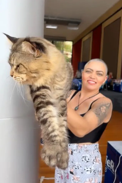 Найбільший у світі кіт, мейн-кун, тварини, домашні улюбленці, фото, Бразилія, Книга рекордів Гіннеса