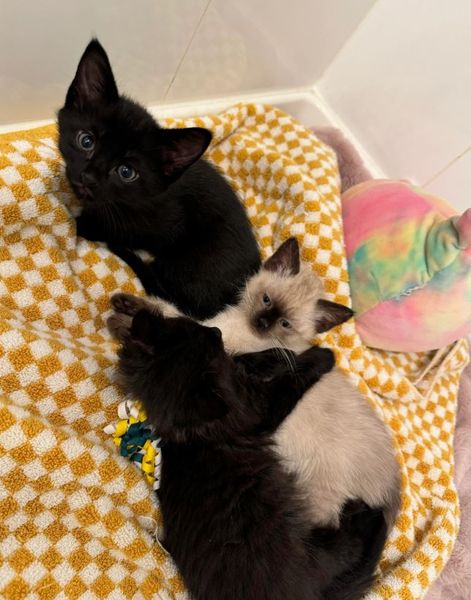 Мужчина нашел коробку с котятами под грузовиком, что произошло дальше, курьезы, интересности, невероятные истории из жизни