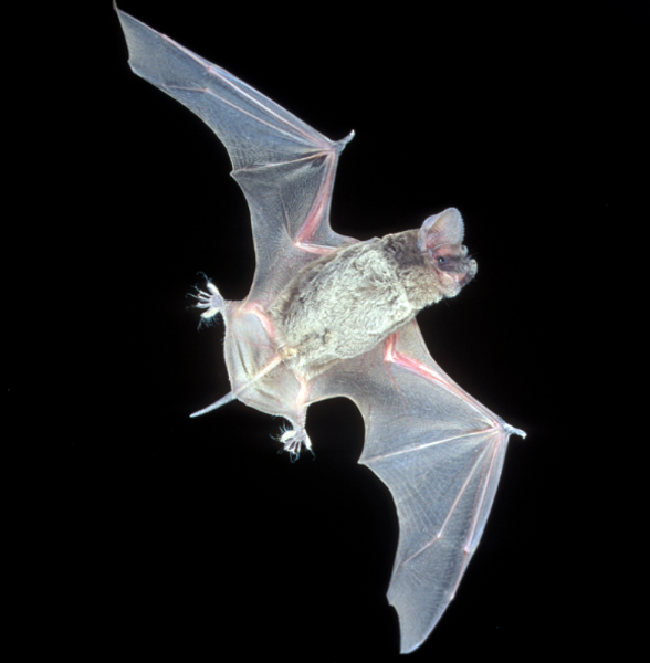 Бразильський складчастогуб, кажан
