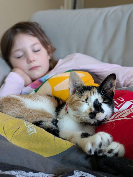 Элли, кошка.