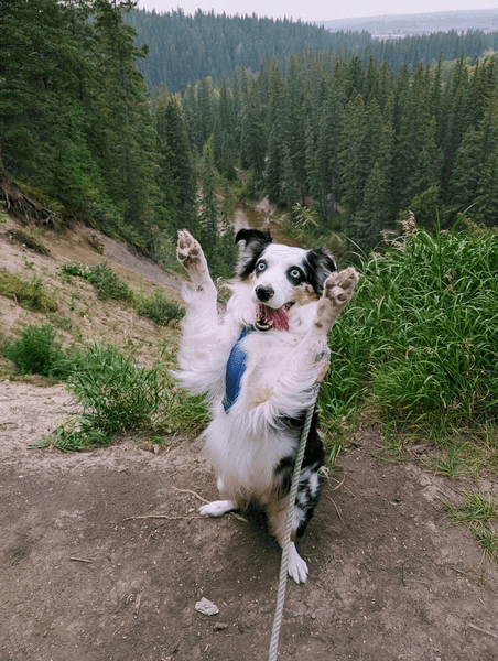 Майло прогулка