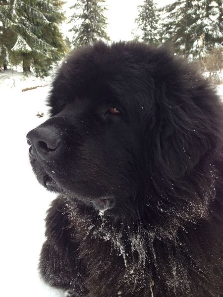 Ньюфаундленд