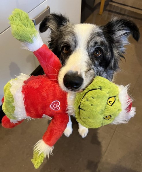 най-умното куче в света Харви 1 Бордър Коли Харви