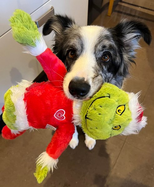 Бордер-колли Харви